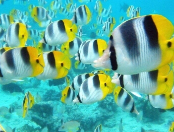 探索海洋世界，开启水生生物之旅，众多鱼类等你来发现