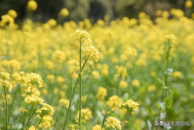 最新菜籽价格动态及市场影响深度探讨