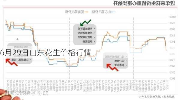 生花生价格最新行情解析