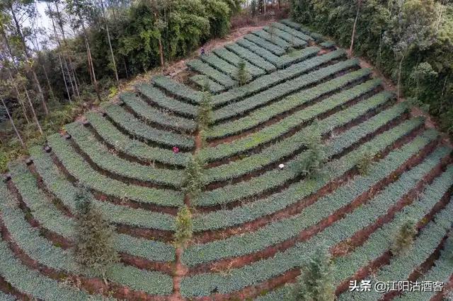 纳溪区市场监督管理局发展规划，构建现代化市场监管体系新篇章