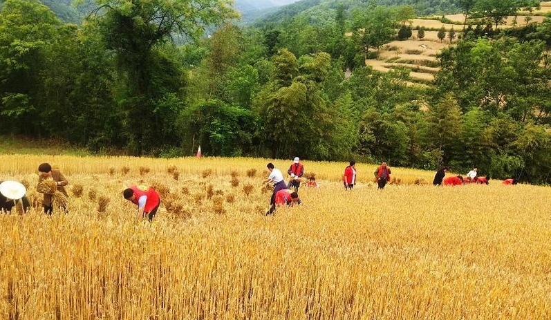 索麦村新项目启动，乡村振兴新篇章