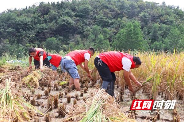 麻当乡天气预报更新通知