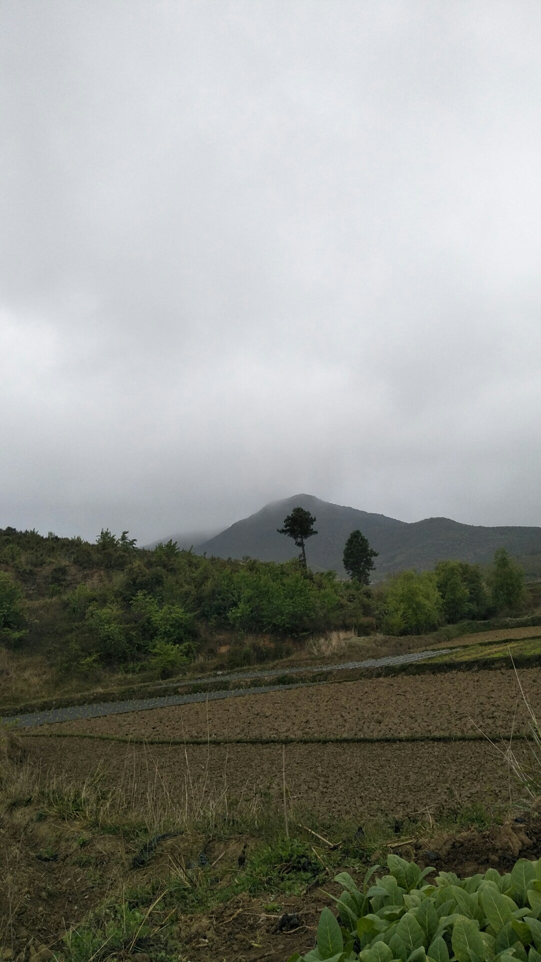 龙果村天气预报更新通知